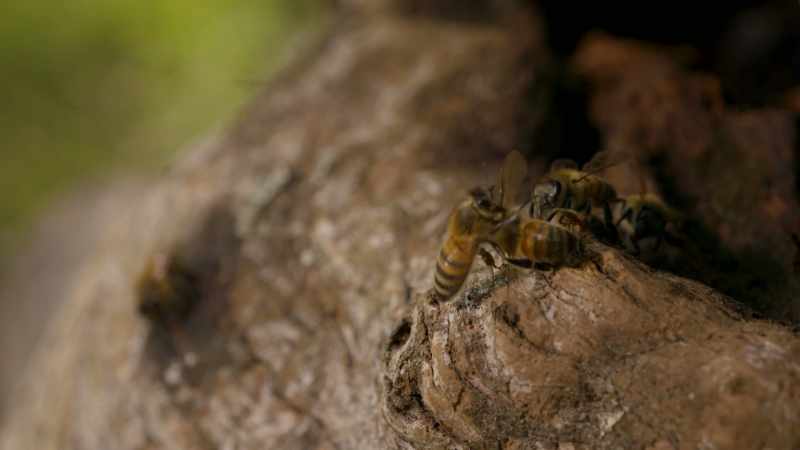 There's been no reason for evolution to develop a greater