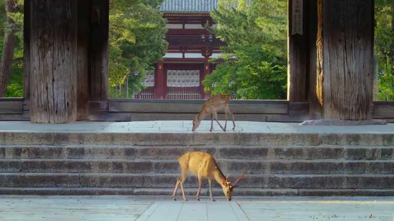 There's concern that the deer might starve