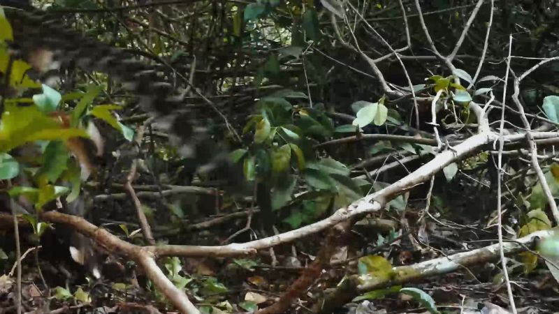 There's easier prey in the jungle