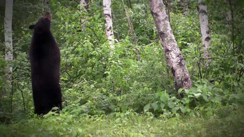 THERE'S EVIDENCE BEARS DO OCCASIONALLY WALK