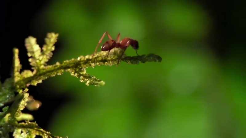 There's just one final act, for which the ant has no choice