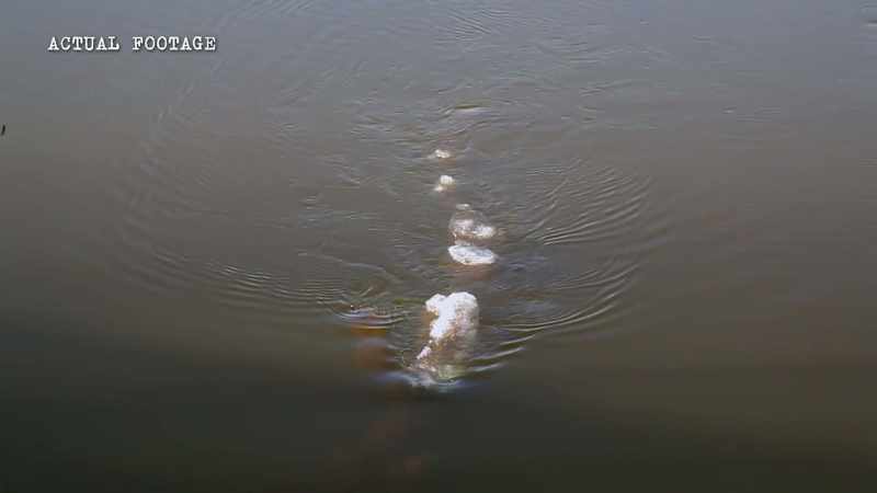 There's mammals that pass through the river