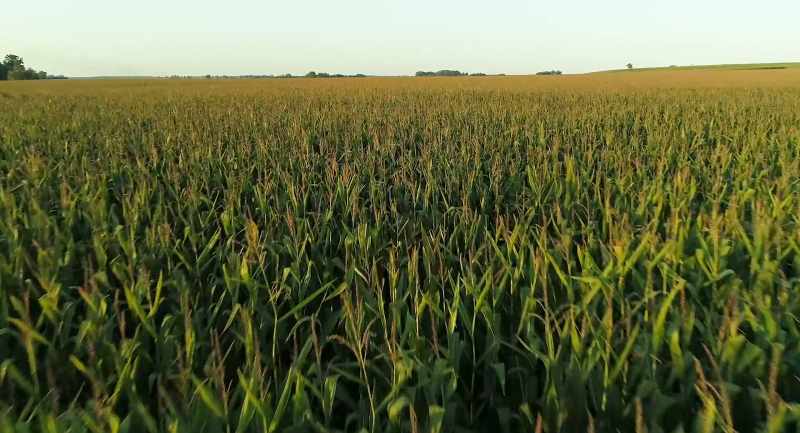 There's more that could be addedwith the corn and soy
