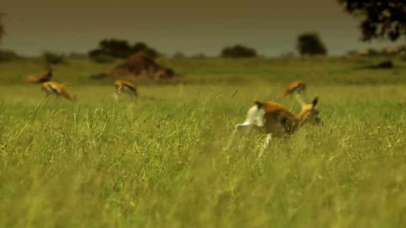 There's no better hunter than a wild dog