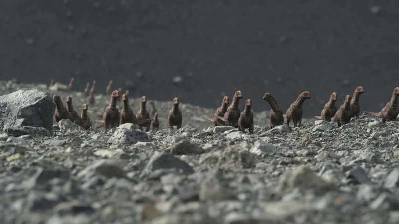There's nothing to eat except their mothers' dung