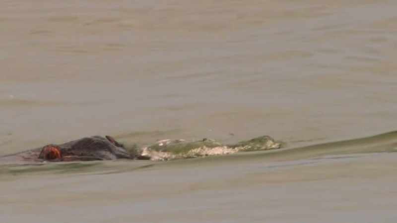 There's nowhere else you'll see a hippo