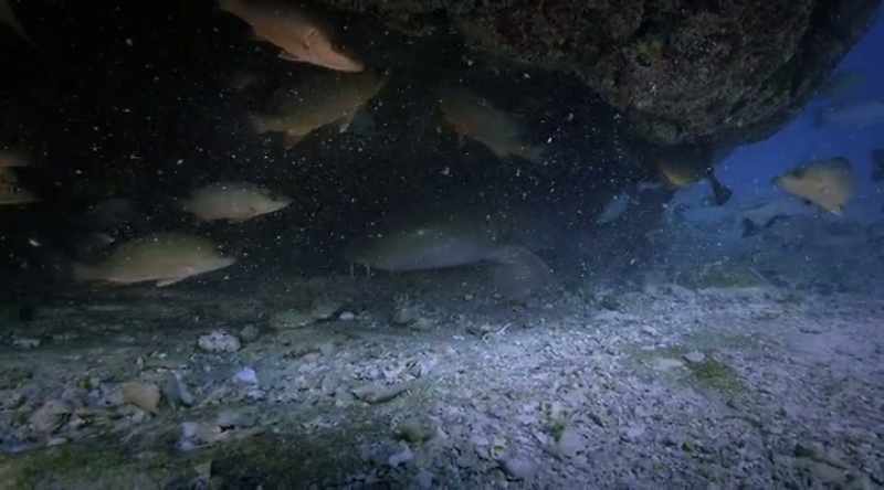 There's this: The commonly known stingfish