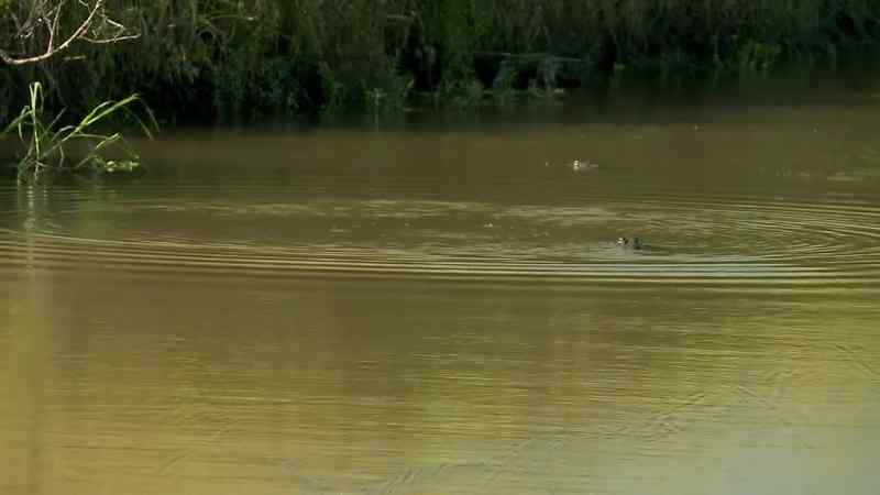 There's two gators
