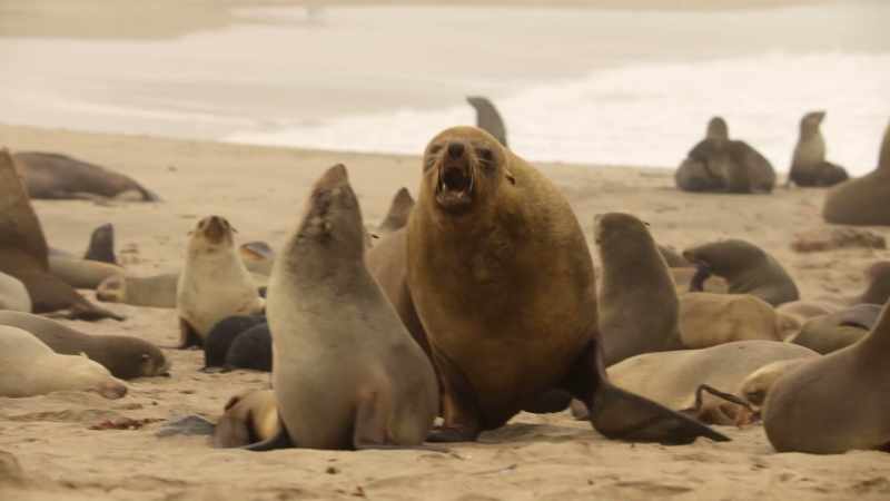 These 500-pound males have just one thing on their mind
