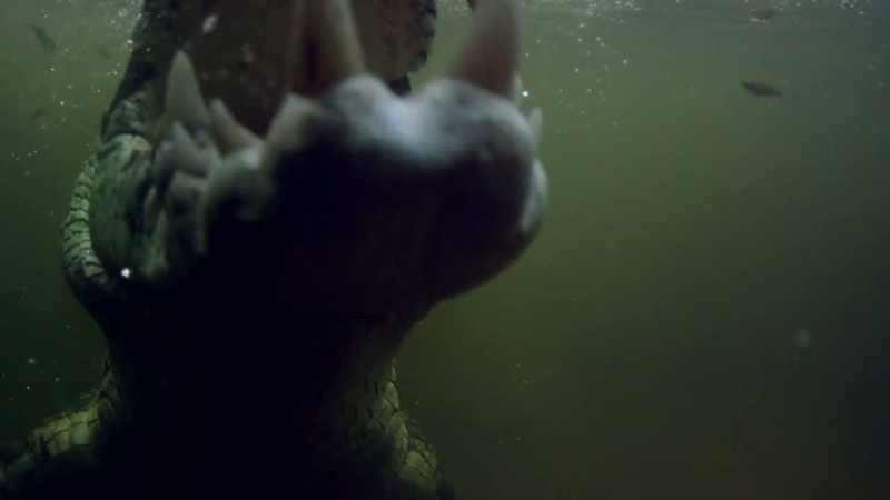 These aggressive creatures are the world's largest reptile