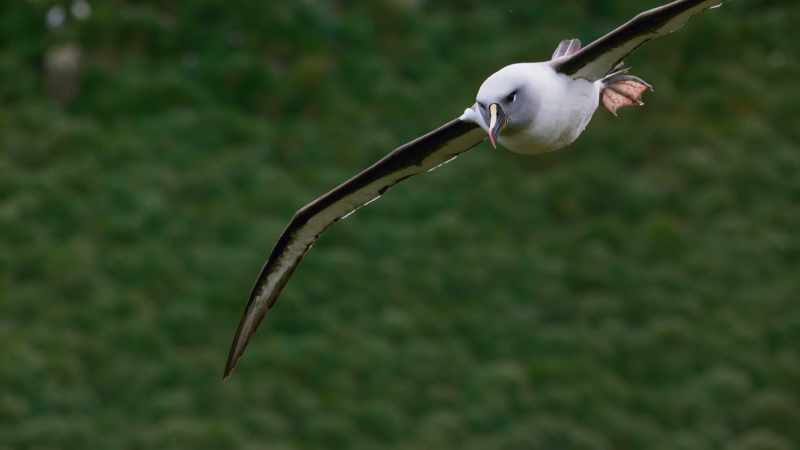These albatross are facing extinction
