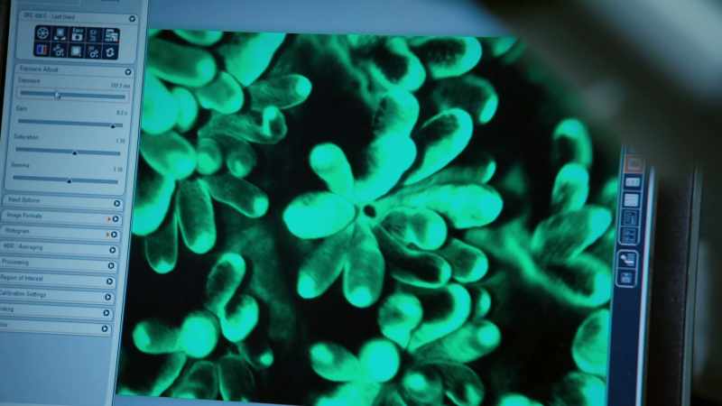 These algal partners are called symbionts