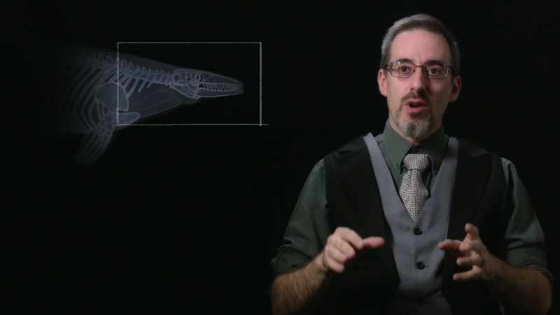 These animals were able to generate massive accelerations