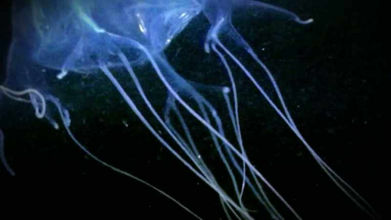 THESE ANIMALS CAN BE HIGHLY DANGEROUS