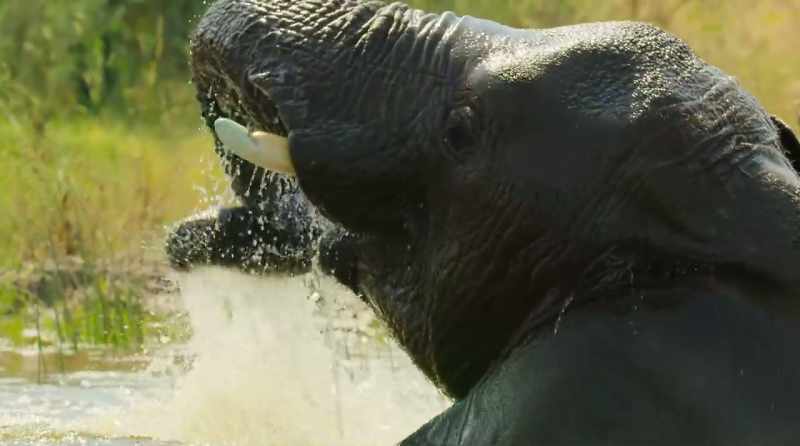 These animals will continue to adapt