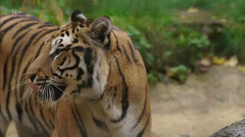 These animals will die out eventually. I think we will