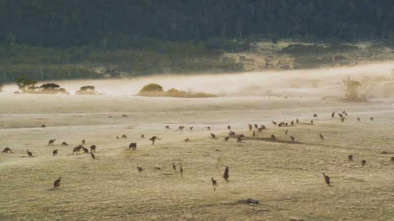 These are also eastern grey kangaroos