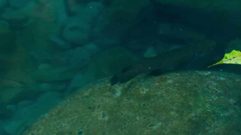 These are banded kokopu