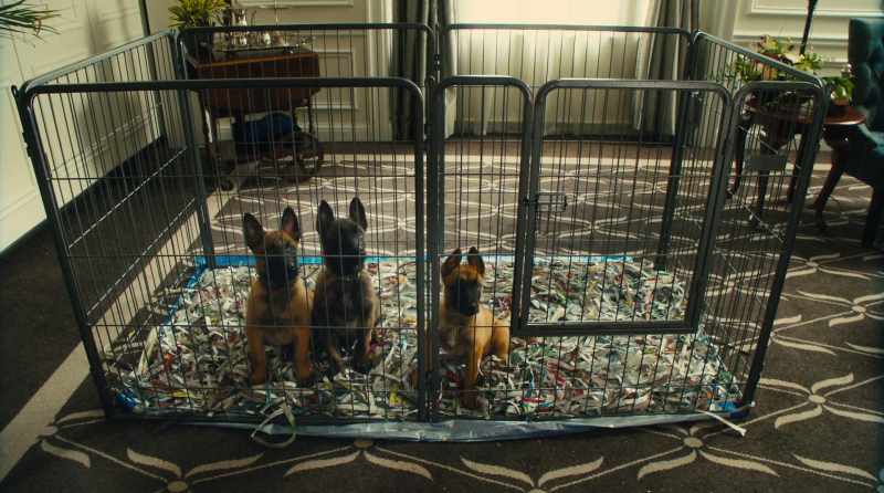 These are Charlie 's puppies