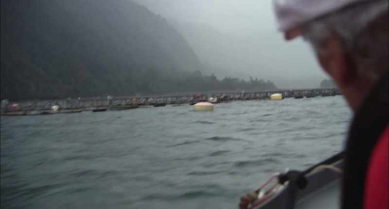 These are fish farms