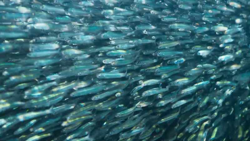 These are fish from the open ocean