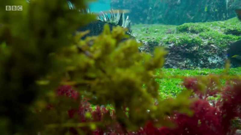 These are marine iguanas