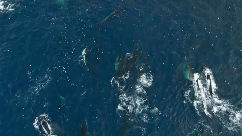 These are mostly fin whales, up to 26 metres long