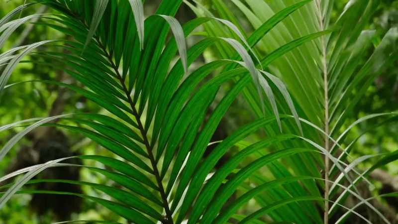 These are nikau
