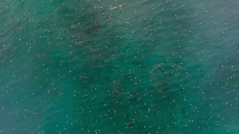 These are olive ridley turtles