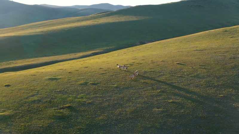 These are Przewalski’s horses