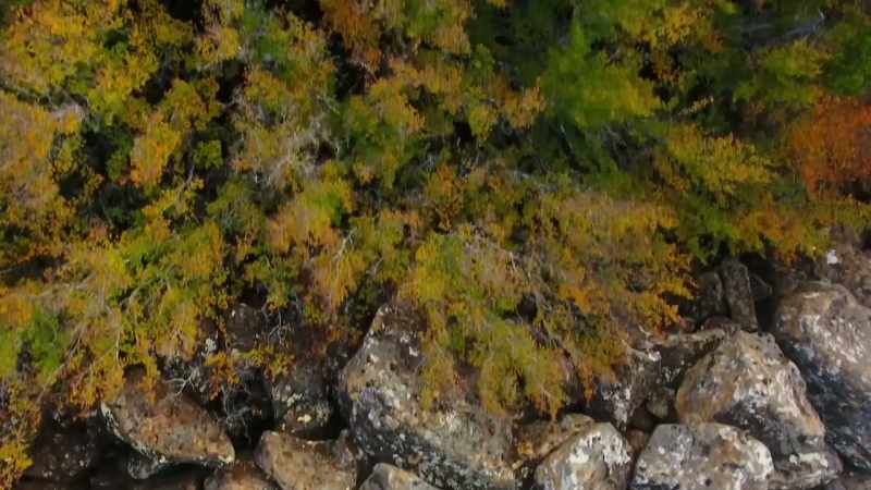 These are southern beech trees