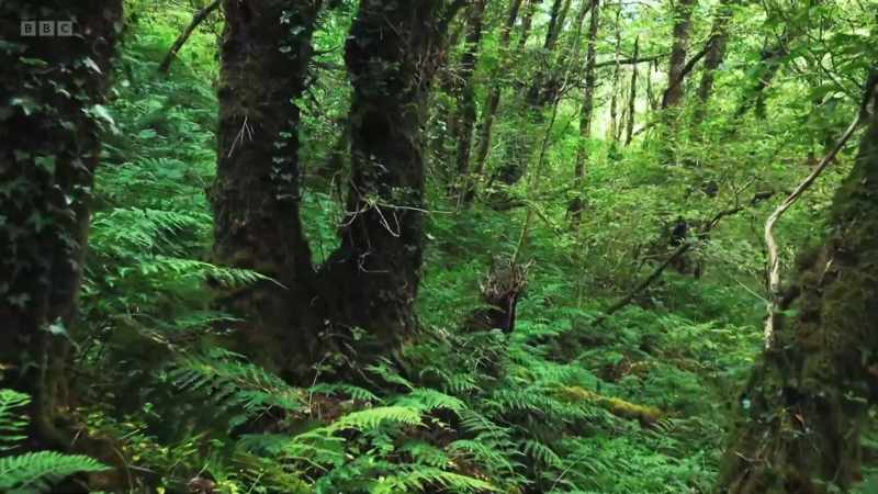 These are temperate rainforests