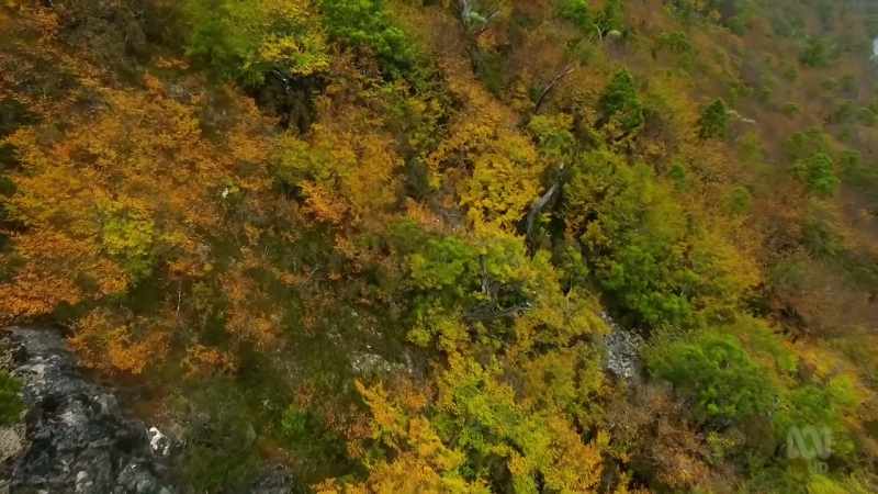 These are the only trees on the continent