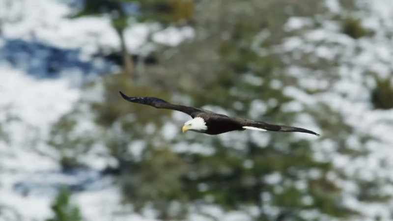 These are the wings that soar over yellowstone