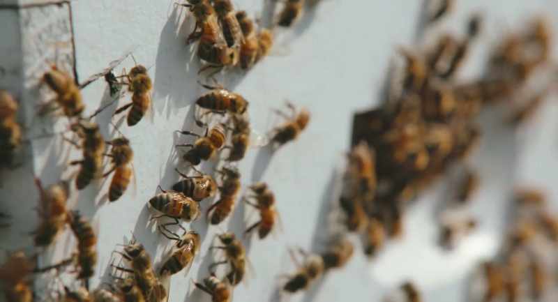 These are very problematic for bees