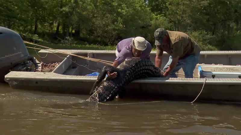 These Bayou Teche alligators are coming out
