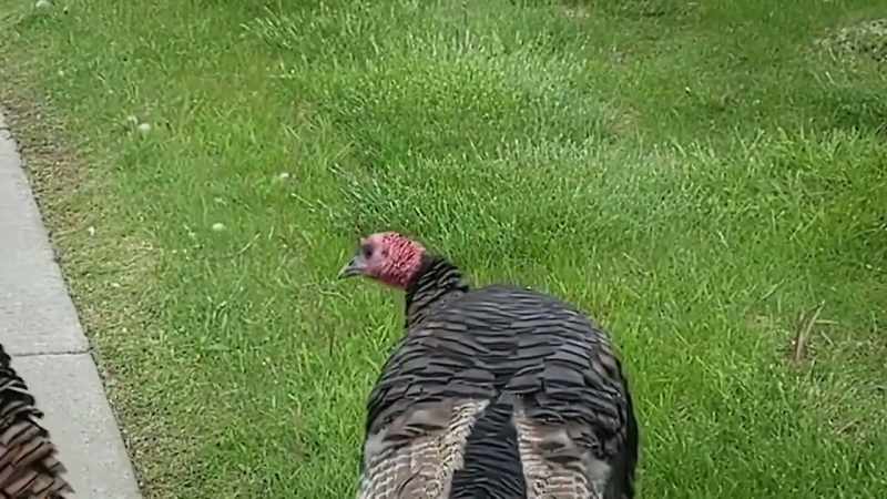 �These burly birds are hard‐wired