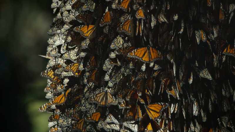 These butterflies show that the earth has no borders