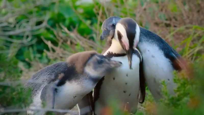 These chicks are now being fed twice or even three times a day