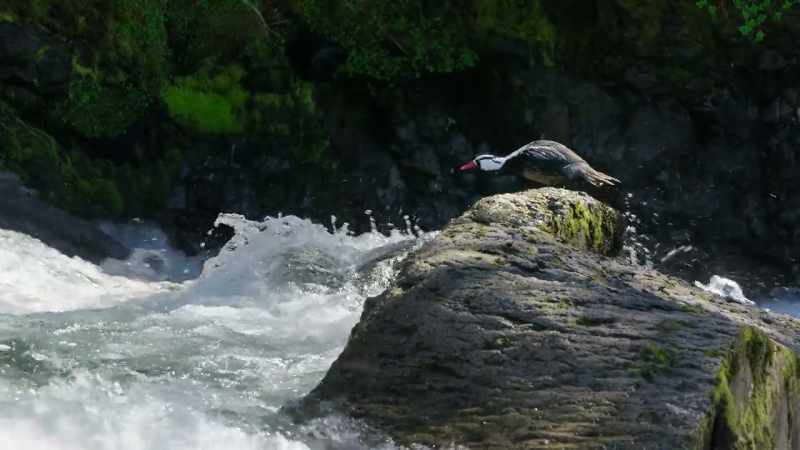 These chilly headwaters may be oxygen-rich