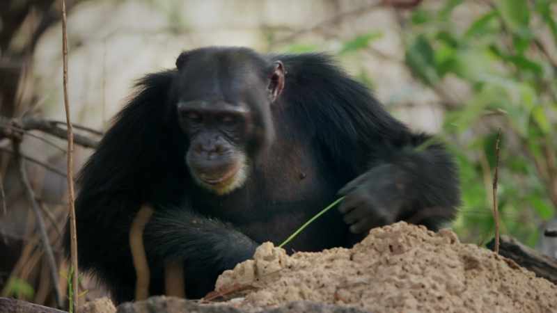 These chimps have learned to use grass stems as tools