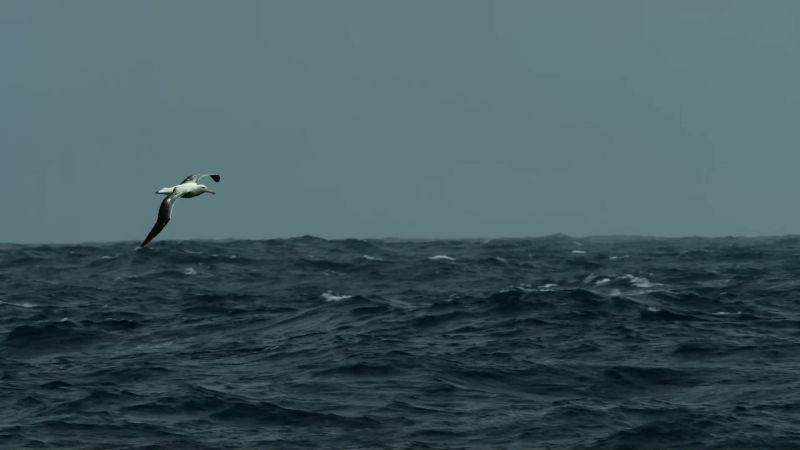 These churning waters draw up nutrients from the deep