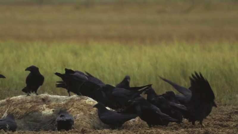 These clever creatures sound the alarm