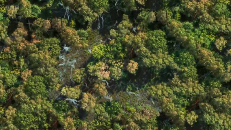 These complex relationships exist in every woodland