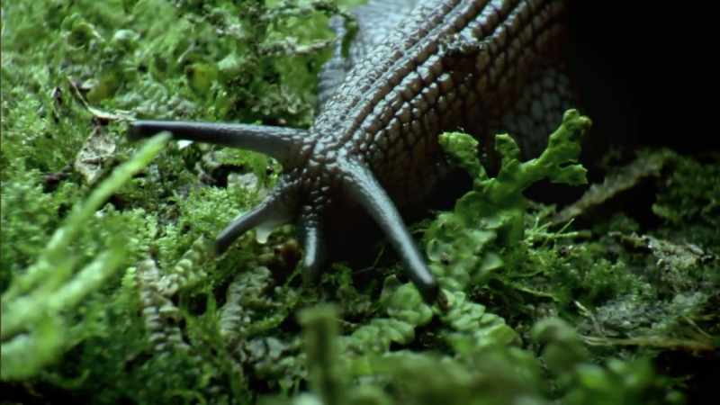 These creatures first evolved about 200 million years ago