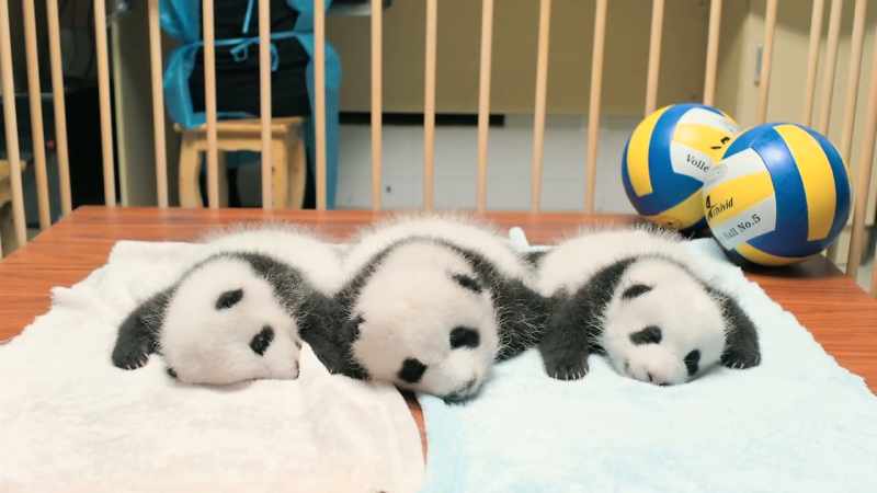 These cubs are just two months old