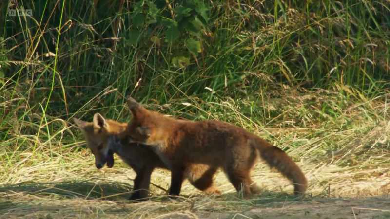 These cubs are only three months old