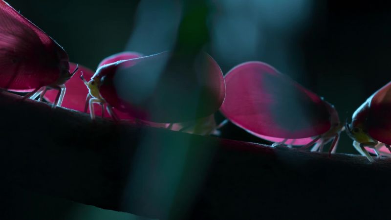These curious little creatures mimic flower petals to fool predators