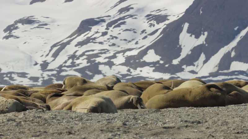 These days, Svalbard's summer temperatures