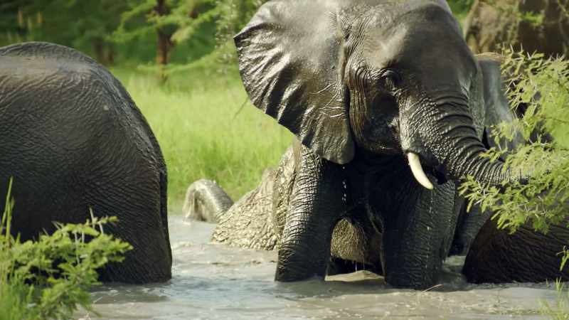 These elephants are juveniles